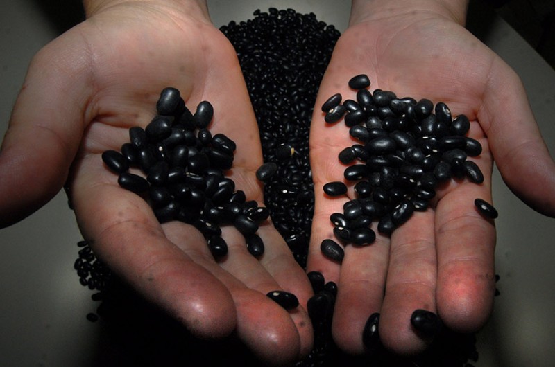 Proposta altera a Lei dos Agrotóxicos. Requerimentos para o debate foram apresentados pelos senadores Acir Gurgacz, relator da matéria, e Paulo Rocha - Marcello Casal Jr/ABr