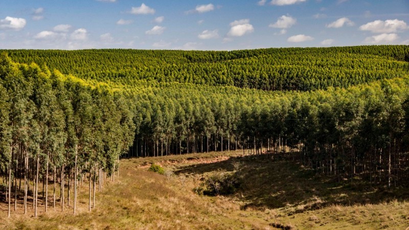 Técnicos avaliam que os produtos das florestas plantadas são uma necessidade básica da sociedade e a demanda tende a aumentar - Foto: Fernando Dias/Ascom Seapdr