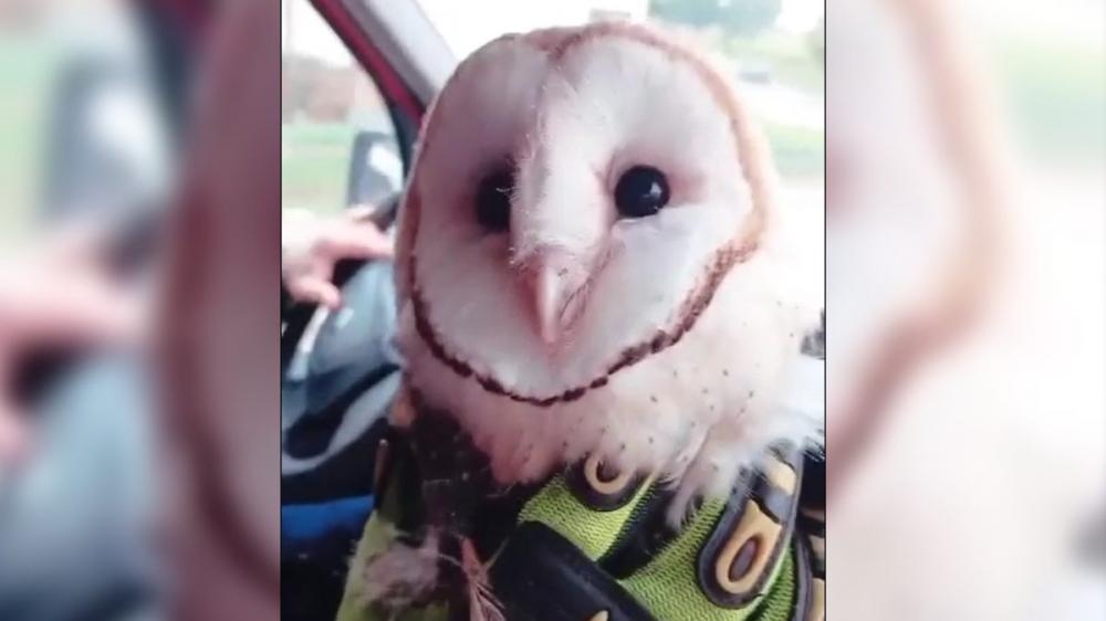 Crédito: Divulgação/ Corpo de Bombeiros de Veranópolis 