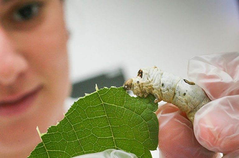 Produção do bicho-da-seda chega a 325 mil quilos por safra no Paraná - (Foto: IBGE)