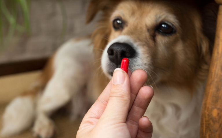 A Farmácia PET chega como um novo passo na caminhada da causa animal no município