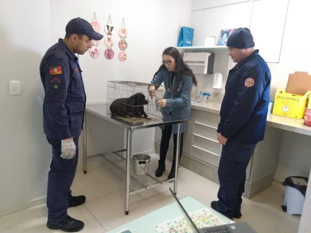 Bombeiros de Bento salvam cachorra que estava há mais de nove horas em um fosso