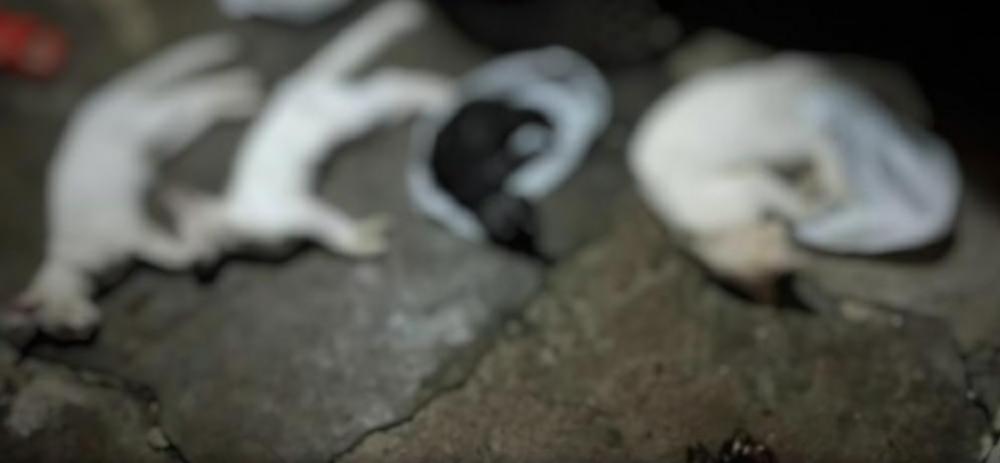 Ministério Público requisita à Polícia Civil que retome investigações no caso dos gatos no Conceição