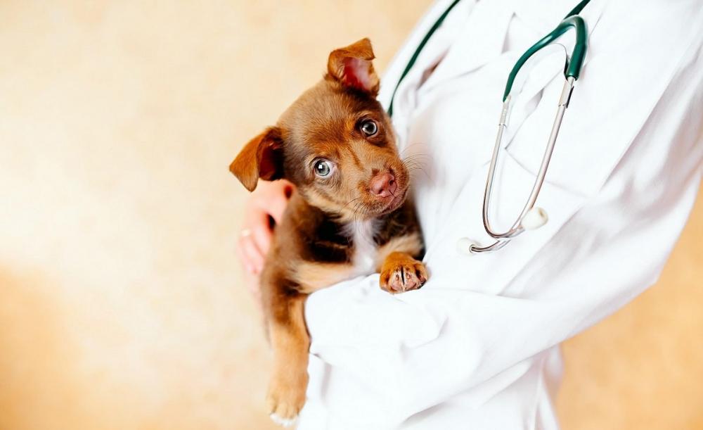 Entenda a importância de proteger seu cão contra as verminoses