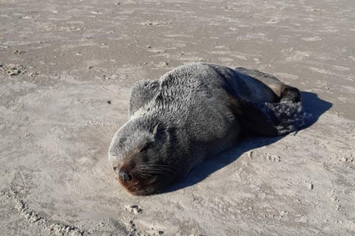 Nesta época do ano, é comum a presença dessas espécies nas praias gaúchas - Foto: Divulgação
