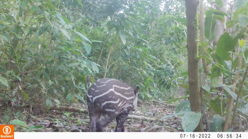 © Armadilha fotográfica do Projeto Guapiaçu/ Petrobras.