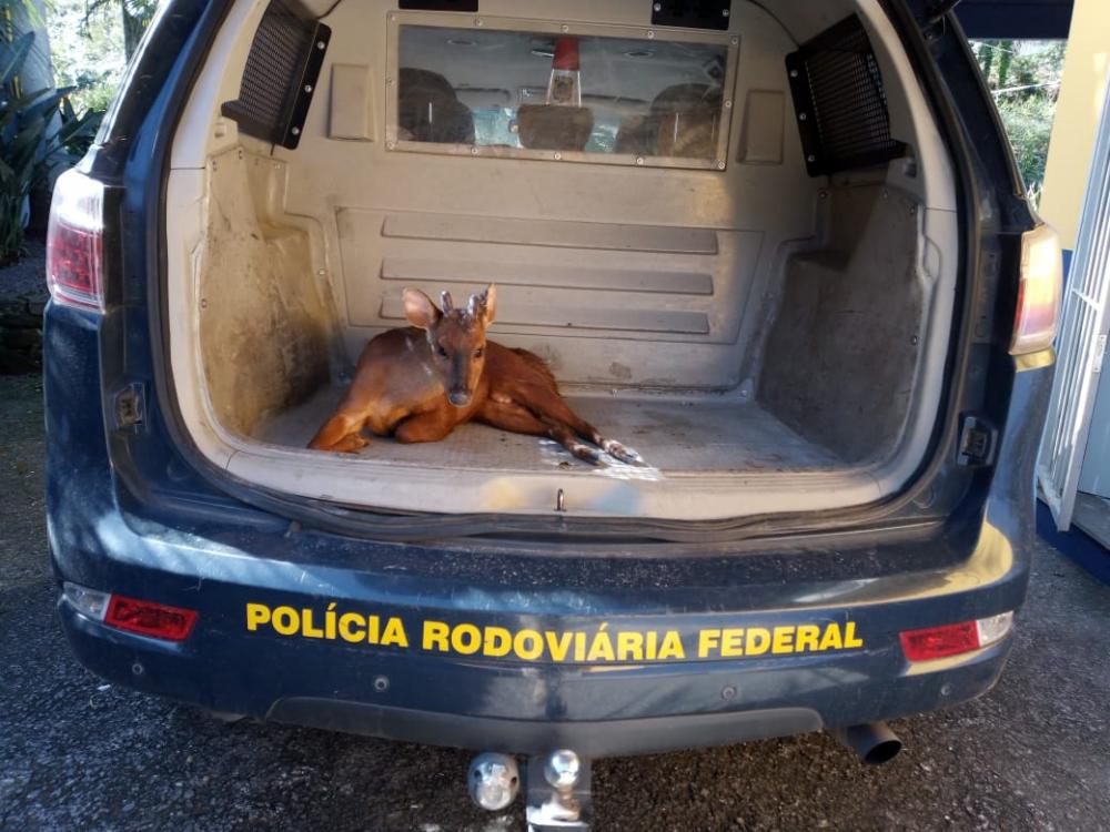 animal pode ter sido atropelado ao tentar atravessar a BR 470 - Foto: PRF/Divulgação