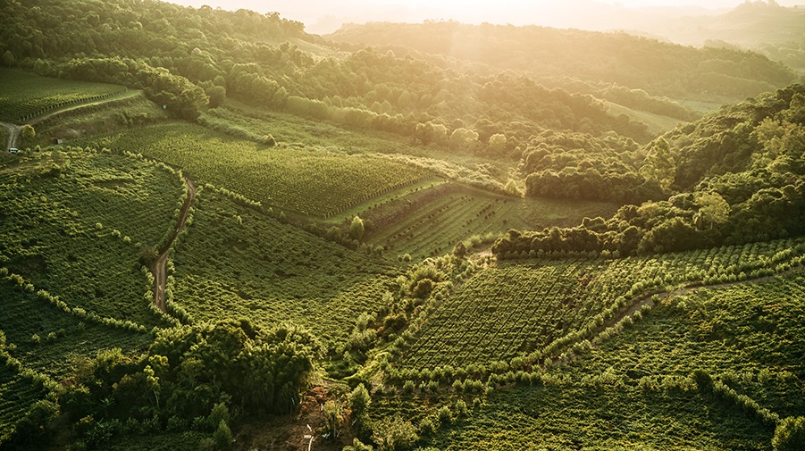 Ministério Público chama prefeitos para discutir gestão da paisagem do Vale dos Vinhedos