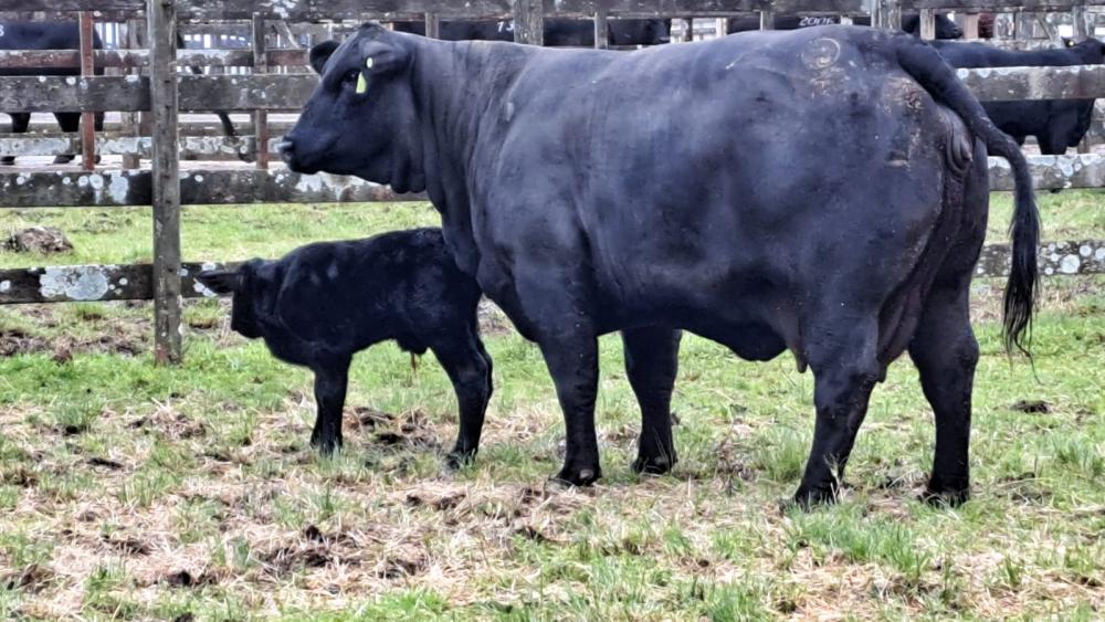 Filhoete e sua mãe passam bem e recebem todos os cuidados - Foto: Fernando Dias/Seapdr/Divulgação