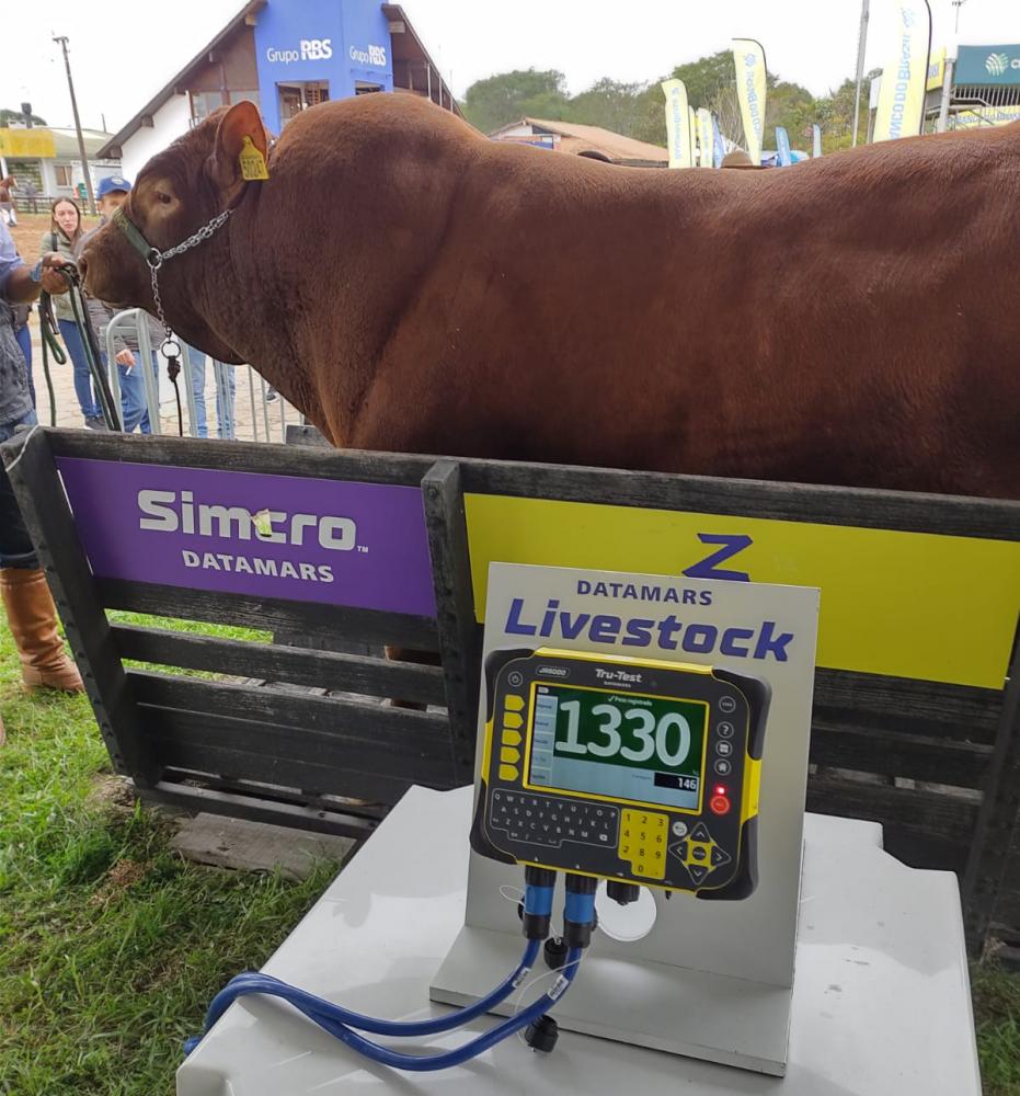 O touro mais pesado da 45ª Expointer tem 1.330 quilos. Crédito: Divulgação/Seapdr