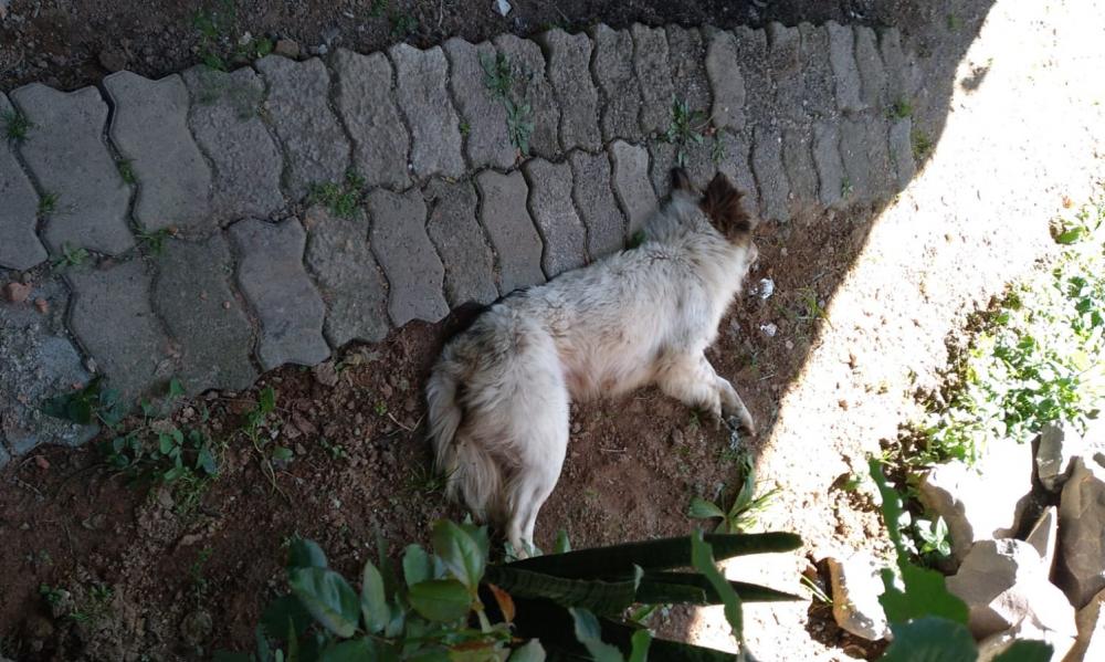 Cães e gatos são envenenados no bairro Vila Nova II em Bento Gonçalves