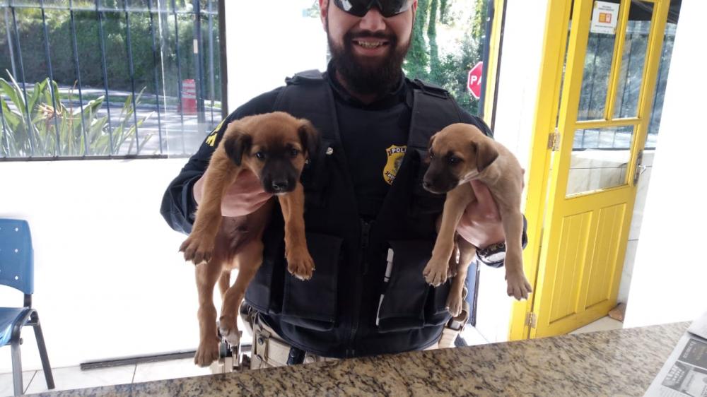 Animais foram resgatados e estão no canil da PRF - Foto: PRF/Divulgação