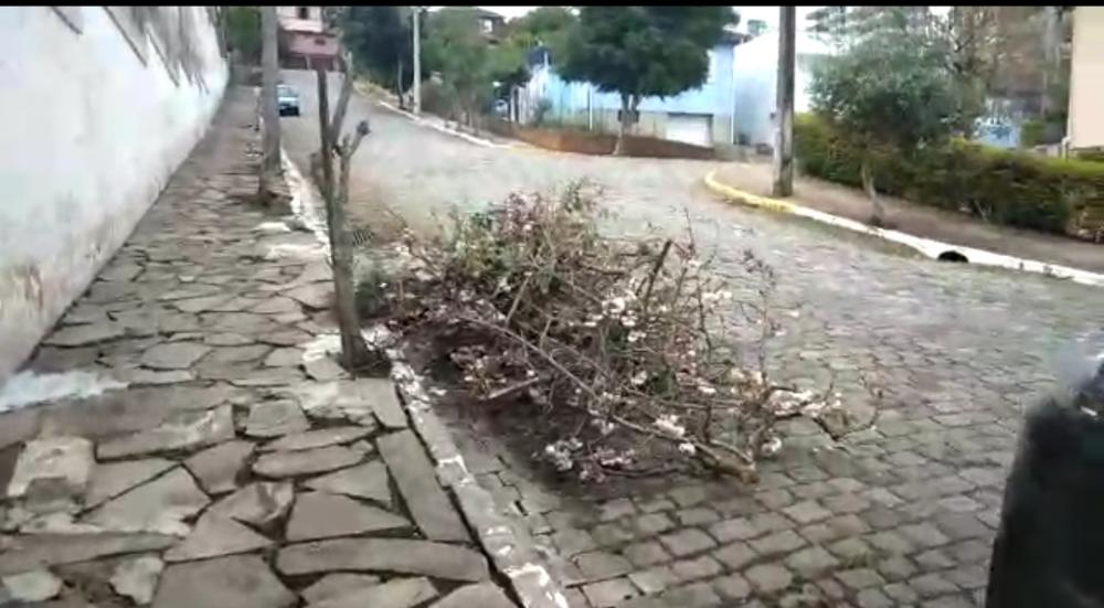 De acordo com as informações, a Secretaria do Meio Ambiente não havia autorizado essa poda. Crédito: Reprodução/ Gilnei Rigotto