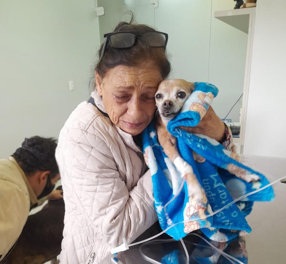 Cães são envenenados no bairro Progresso em Bento Gonçalves