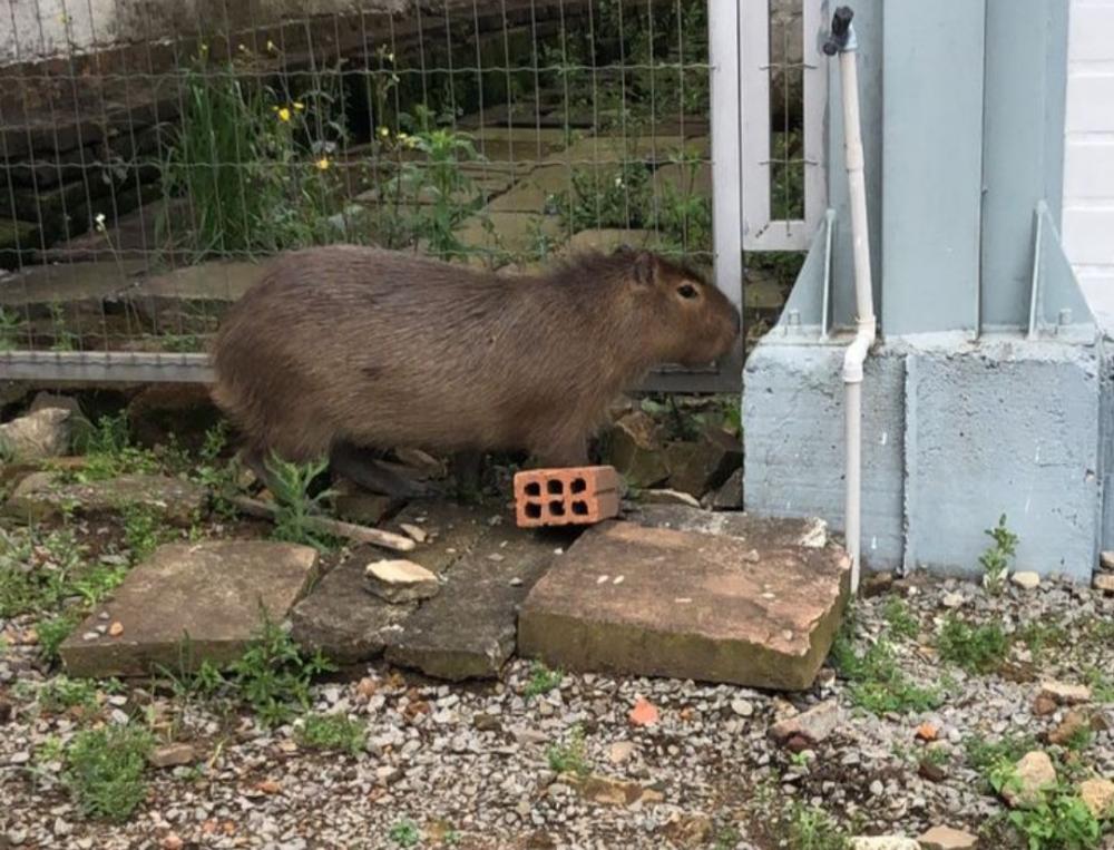 Crédito: Departamento Animal/Divulgação 