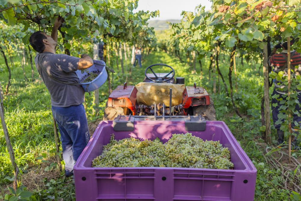 Queda na produção não representou redução na elaboração de vinhos e espumantes no estado - Foto: Augusto Tomasi/Vagão Filmes/Divulgação