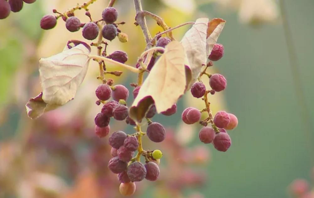 Bento Gonçalves foi uma das cidades afetadas pela estiagem. Crédito: Reprodução/RBS TV