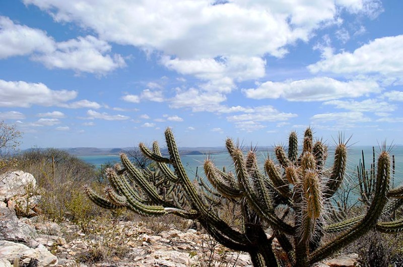 Vegetação típica da Caatinga no Vale do São Francisco: bioma demanda políticas de preservação e redução da pobreza - Gabriel Carvalho/Setur-BA