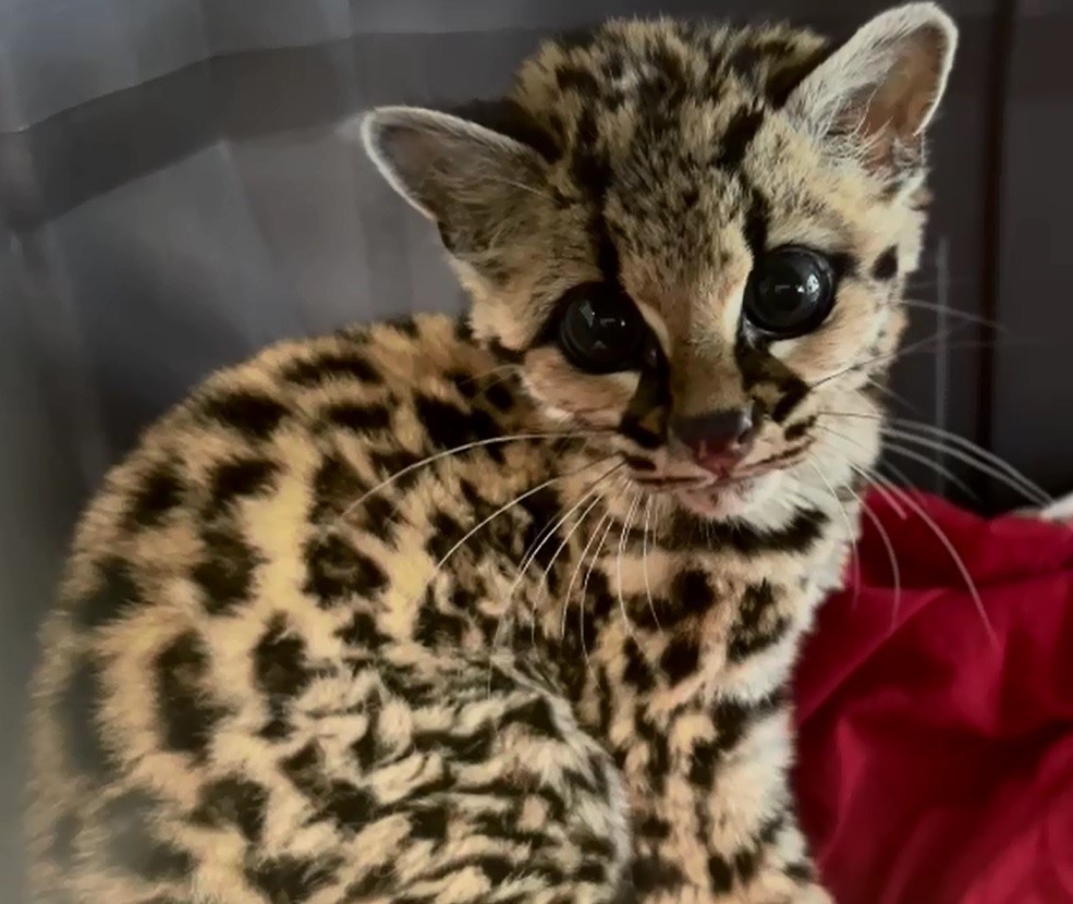 O animal se trata de um filhote macho de gato-maracajá (Leopardus wiedii) e foi resgatado em uma propriedade rural de São Marcos extremamente desidratado e doente. Crédito: Divulgação