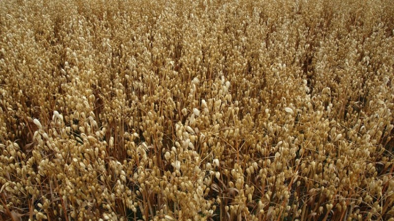 Programa tem objetivo de fomentar aquisição de sementes forrageiras na formação de pastagens de inverno e verãor -Foto: Fernando Dias/ Seapdr