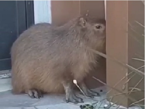 Crédito: Reprodução 