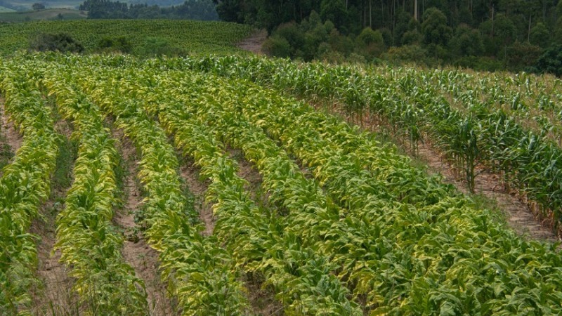 Mais de 70 mil produtores integram cadeia do produto no RS -Foto: Fernando Dias / Seapdr