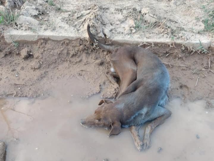 Morre o cãozinho encontrado abandonado dentro de uma poça d'água em Bento Gonçalves