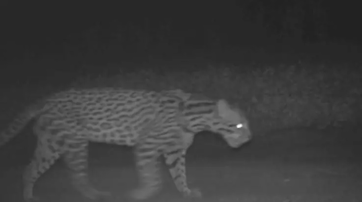 De acordo com a assessoria de imprensa da Prefeitura, o animal vive em uma mata fechada próxima ao bairro e já marca presença na rotina dos moradores, mas não apresenta risco. Crédito: Divulgação