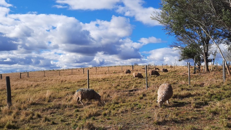 Pelo termo, serão beneficiadas 168 propriedades rurais de pecuaristas familiares inseridas no bioma -Foto: Diego Pereira/ Dbio Sema