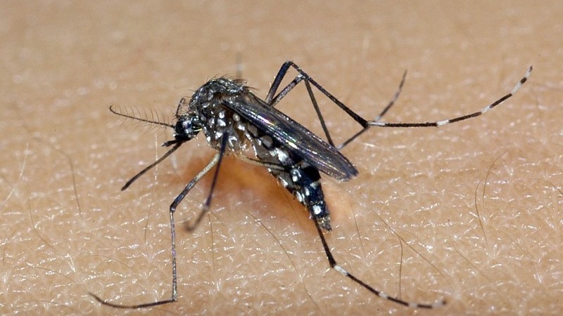 Aedes aegypti é o transmissor da dengue -Foto: Divulgação/SES