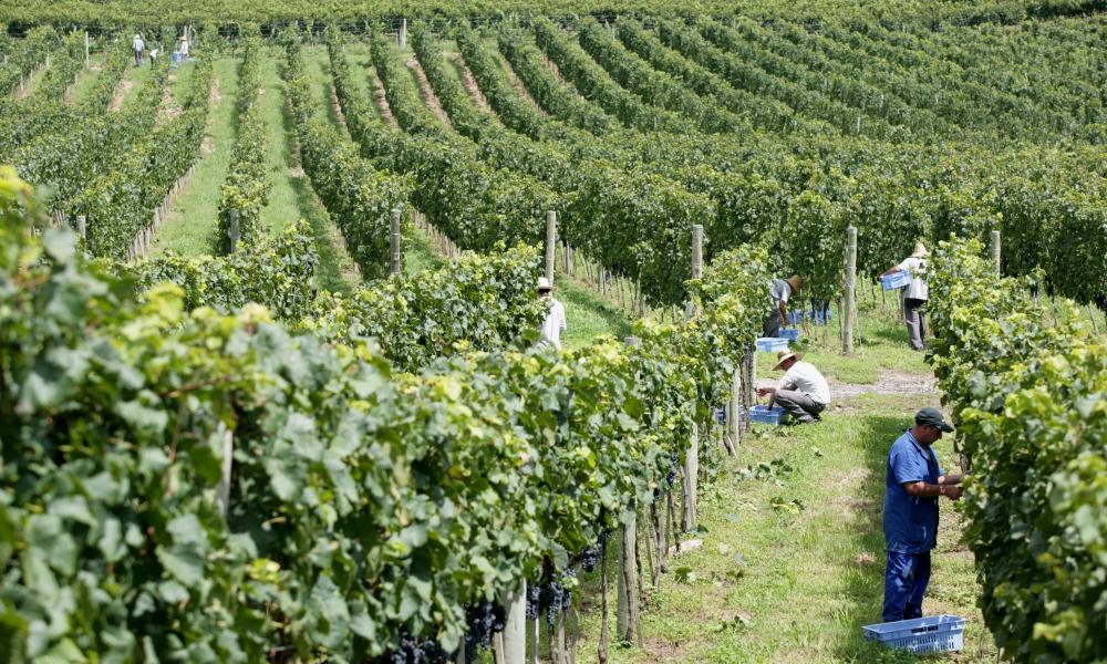 Foto: Acervo Miolo Wine Group