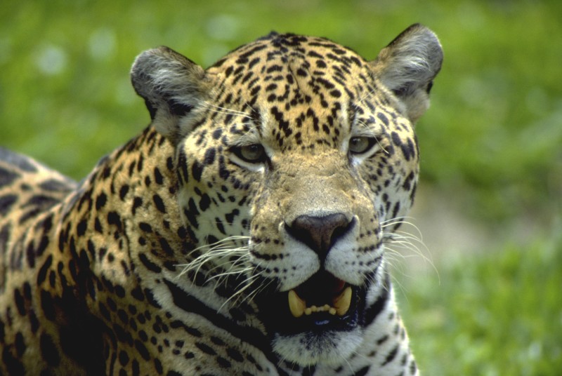 © Haroldo Palo/Fundação Grupo Boticário