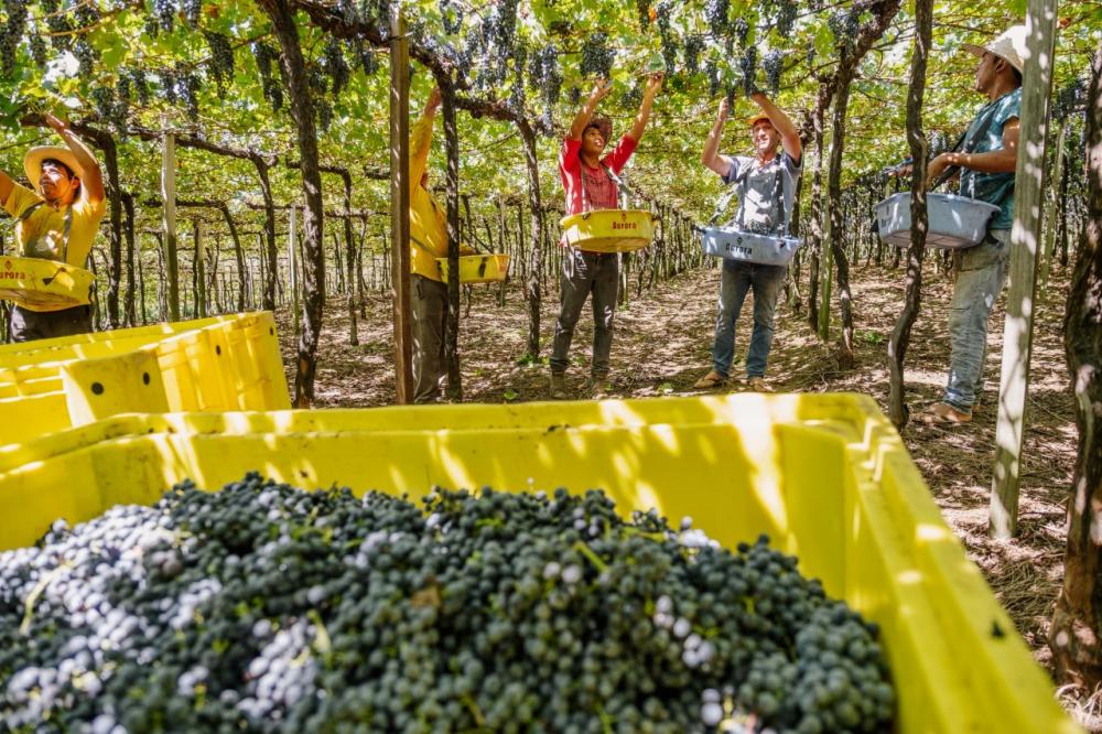 rogramas desenvolvidos junto às 1,1 mil famílias associadas garantam a qualidade da uva desde o manejo até a entrega nas três unidades da empresa, em Bento Gonçalves. Crédito: Zéto Telöken