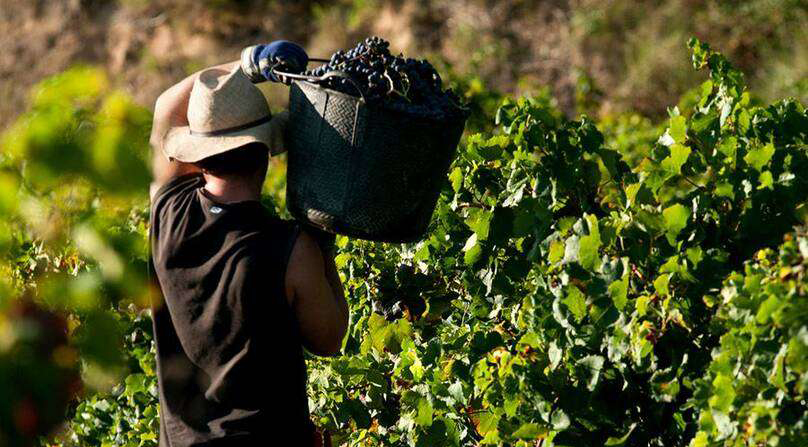 Nestes três primeiros meses, a busca por trabalhadores temporários aumenta e a tendência é que o número cresça ainda mais devido as altas expectativas com a safra deste ano. Crédito: iStock/Reprodução