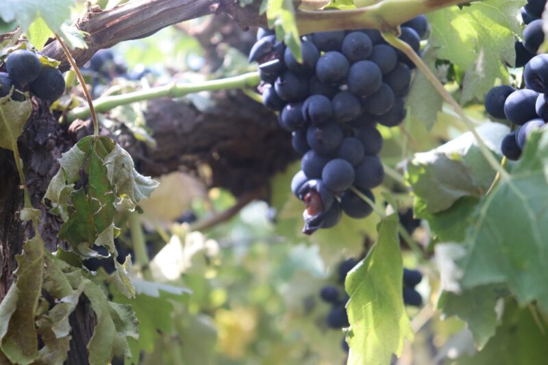 Crédito: Cristiano Lemos/ Prefeitura de Farroupilha