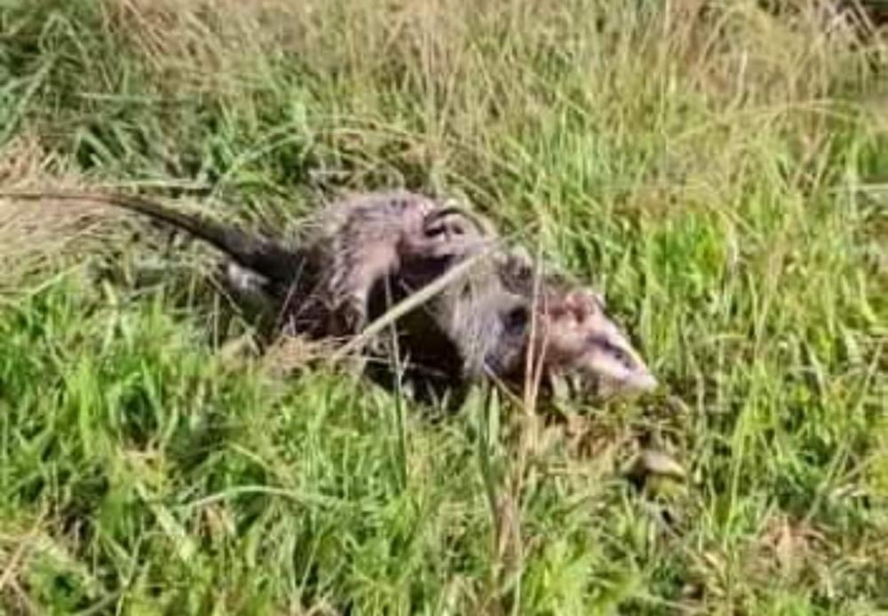 Os gambás foram avaliados por um médico veterinário e, como não havia ferimentos ou lesões, puderam retornar ao habitat. Crédito: Sd Rafael/3°BABM