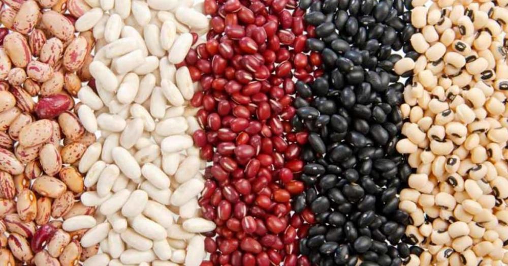 Benefícios do feijão branco no emagrecimento