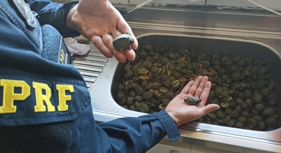 A Patrulha Ambiental da Brigada Militar em Torres prestou apoio, ficando responsável pela guarda dos animais. Crédito: Divulgação/PRF