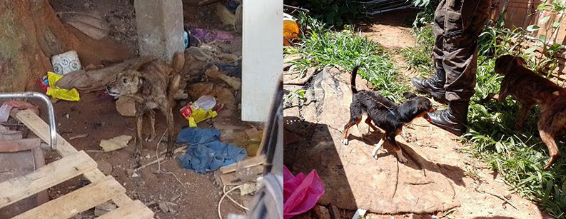 Os cães foram resgatados pelos policiais militares e encaminhados até a Clínica São Francisco. Crédito: 3° BABM