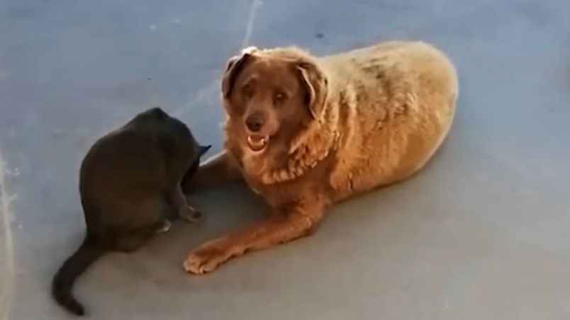 Cão de 30 anos, é o mais velho do mundo