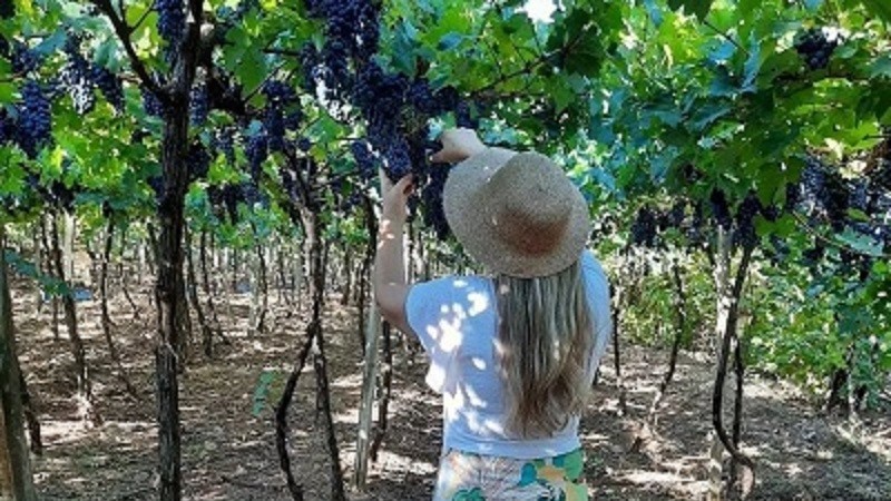 Turismo Rural na região está cada vez mais estruturado para receber visitantes -Foto: Instagram Vale das Uvas Turismo Rural