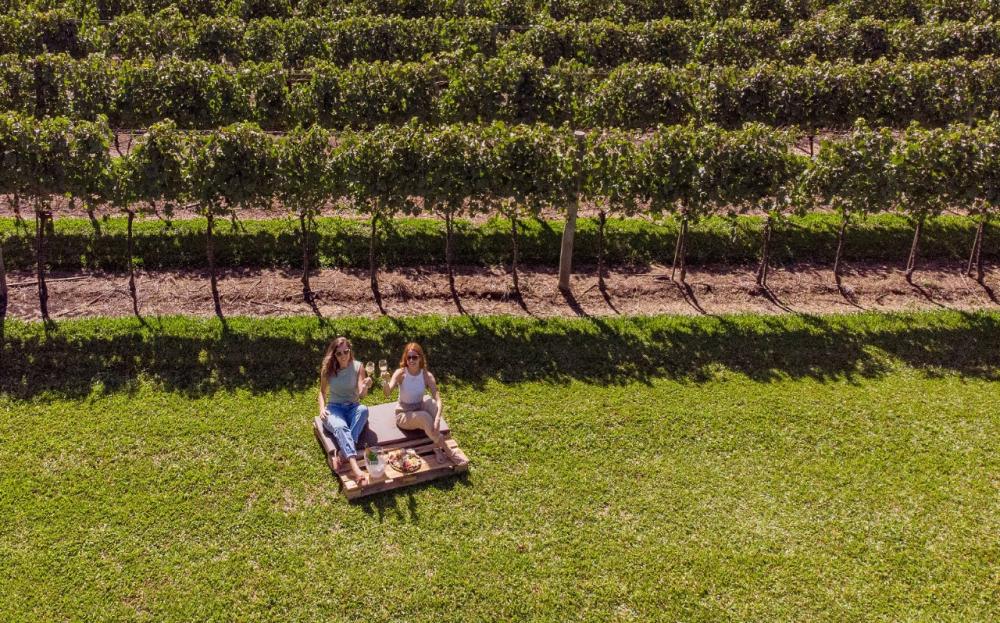 Vinhedos da Aurora, em Pinto Bandeira, recebem evento que marca a primeira vindima após conquista da Denominação de Origem Altos de Pinto Bandeira, exclusiva para espumantes no Hemisfério Sul. Crédito: Zéto Telöken