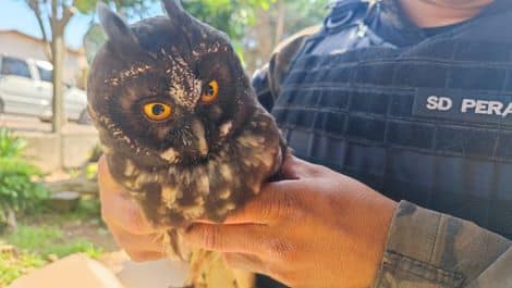 A equipe do 3° BABM encontrou a coruja no chão, debilitada, porém sem ferimentos graves. Crédito: Divulgação