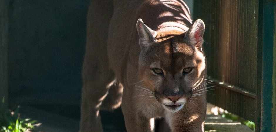 Também conhecido como onça-parda ou leão-baio, Zaki era chamado carinhosamente pelos profissionais do zoo de gato/gatão. Crédito: Divulgação