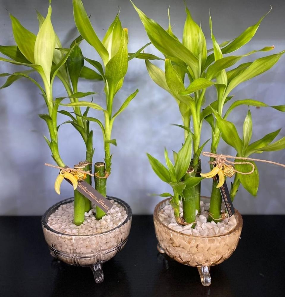 Fotos @imperiumflores