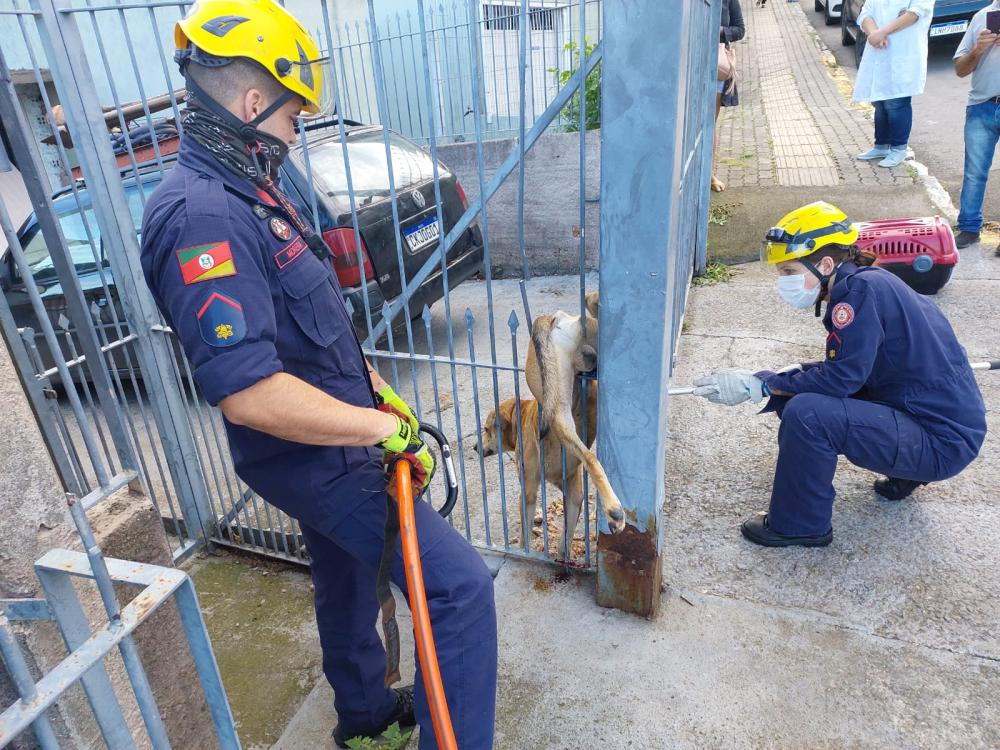 Na casa na qual o cachorro estava preso não havia ninguém e não foi encontrado o dono. Crédito: Divulgação 