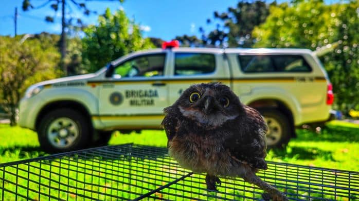 A ave estava caída no pátio do morador. Crédito: Sd Rafael/3° BABM