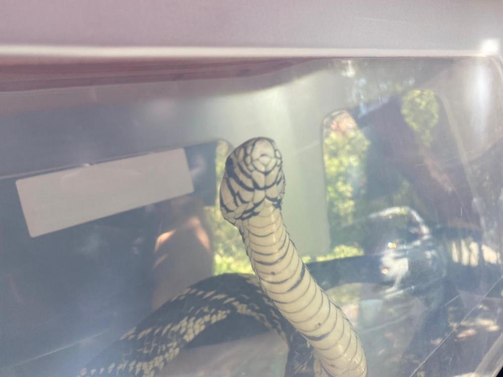 O réptil foi encontrado dentro de uma casa, mas não é venenoso. Crédito: Divulgação/Corpo de Bombeiros Militar