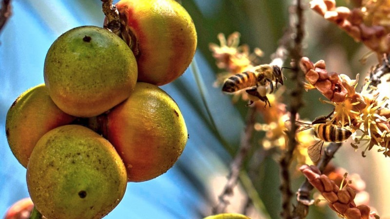 Pesquisa revela, entre outros dados, que há cerca de 5.300 hectares de butiazais em propriedades rurais no Estado -Foto: Fernando Dias/Ascom Seapi