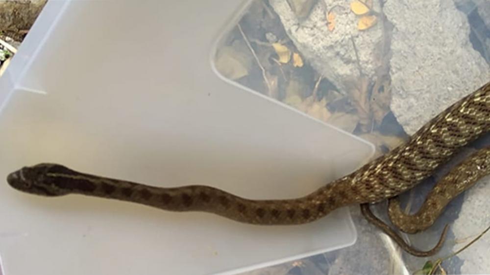 Essa espécie de réptil não é peçonhenta e se alimenta exclusivamente de lesmas. Crédito: Divulgação/Corpo de Bombeiros 